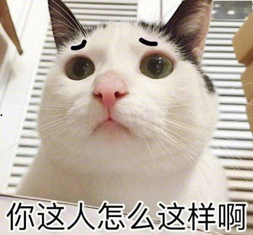 吃瓜群众视频猫咪表情包