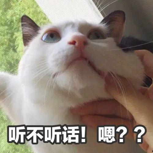 吃瓜群众视频猫咪表情包
